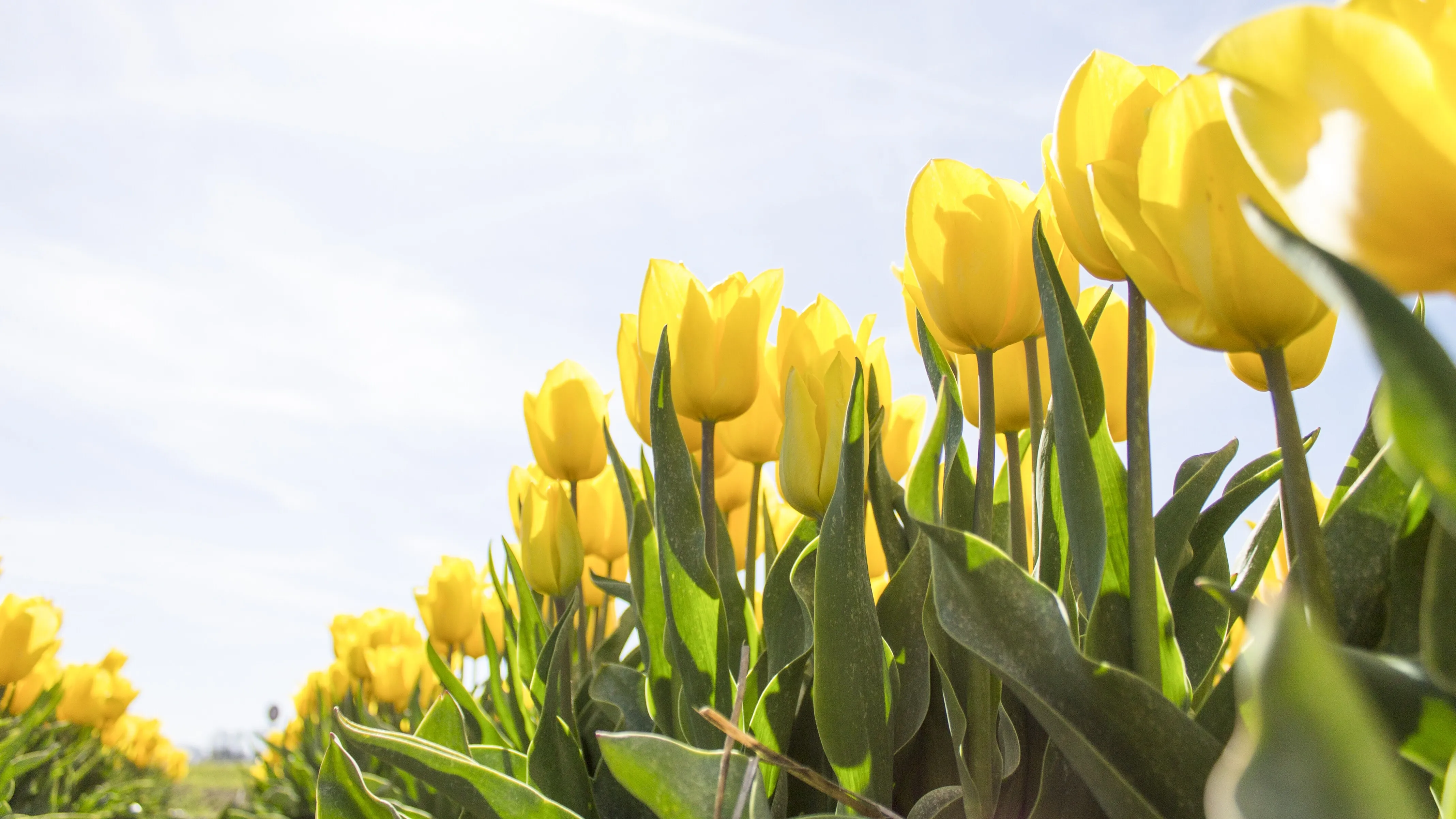 Aus der Zwiebel wird die Blume