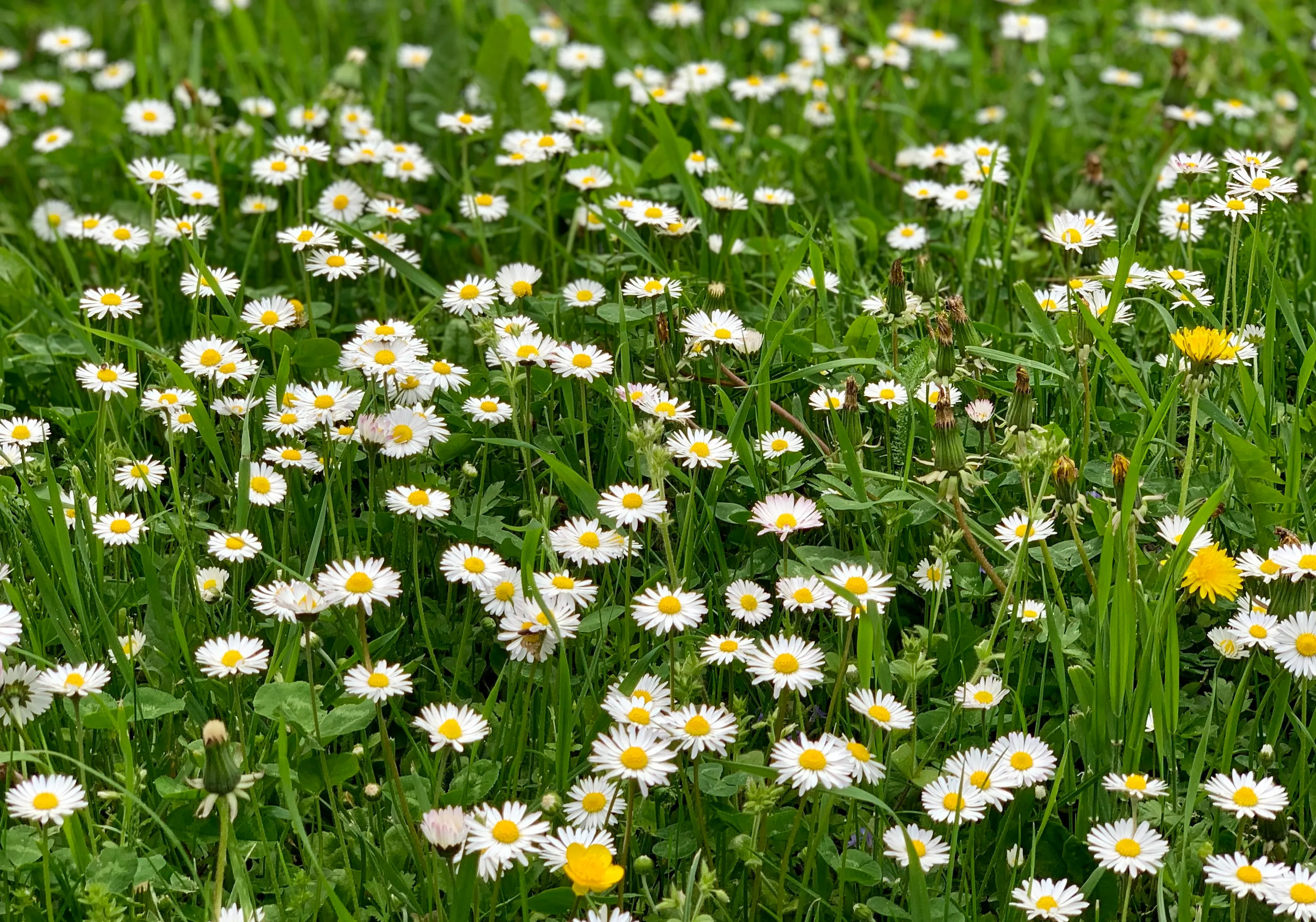 Ich bin vollkommen in Gottes Hand Wiese voller Gänseblümchen