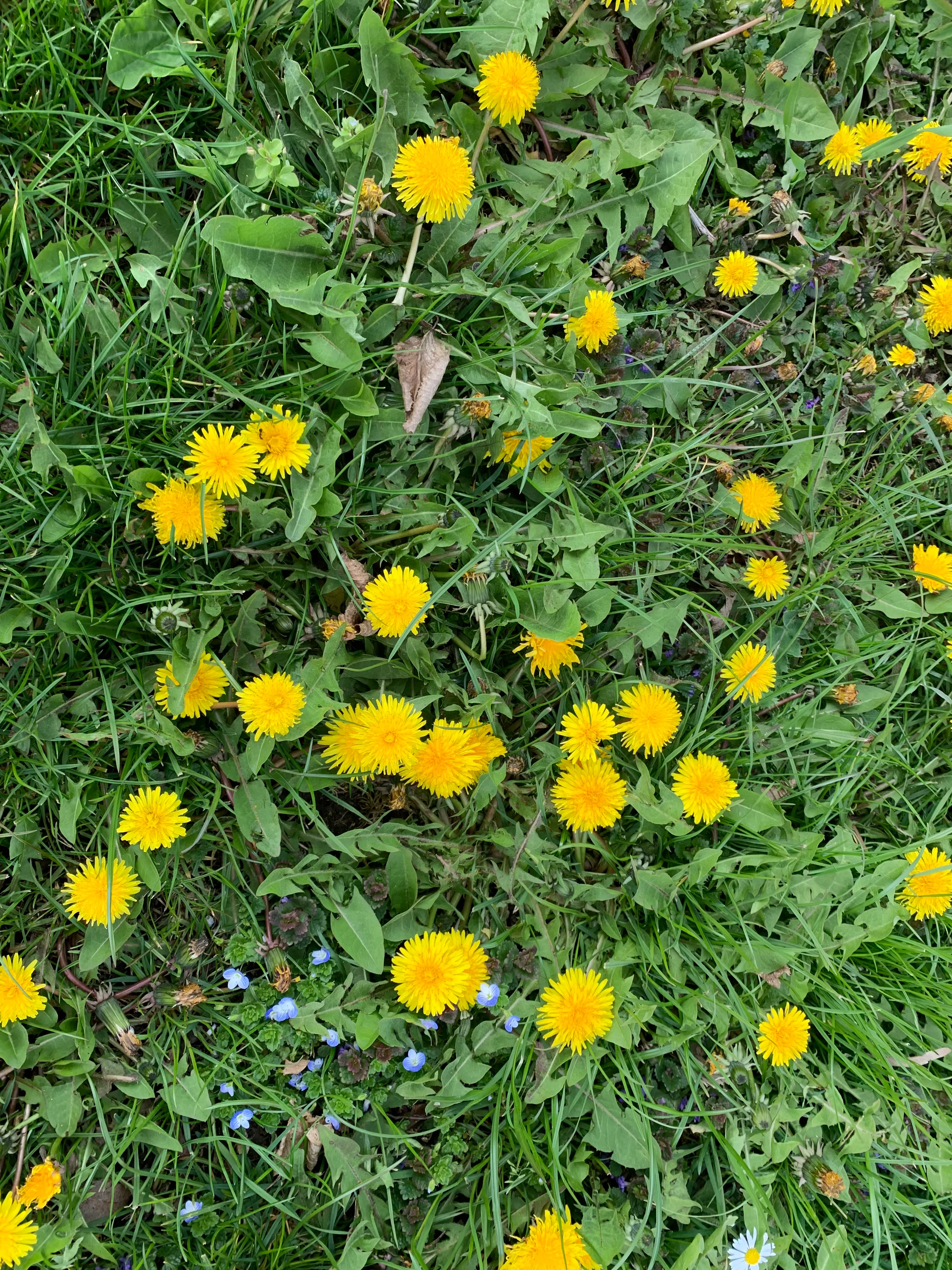 Sonne und Mond, Wasser und Wind Blumenwiese in Wien-Schönbrunn