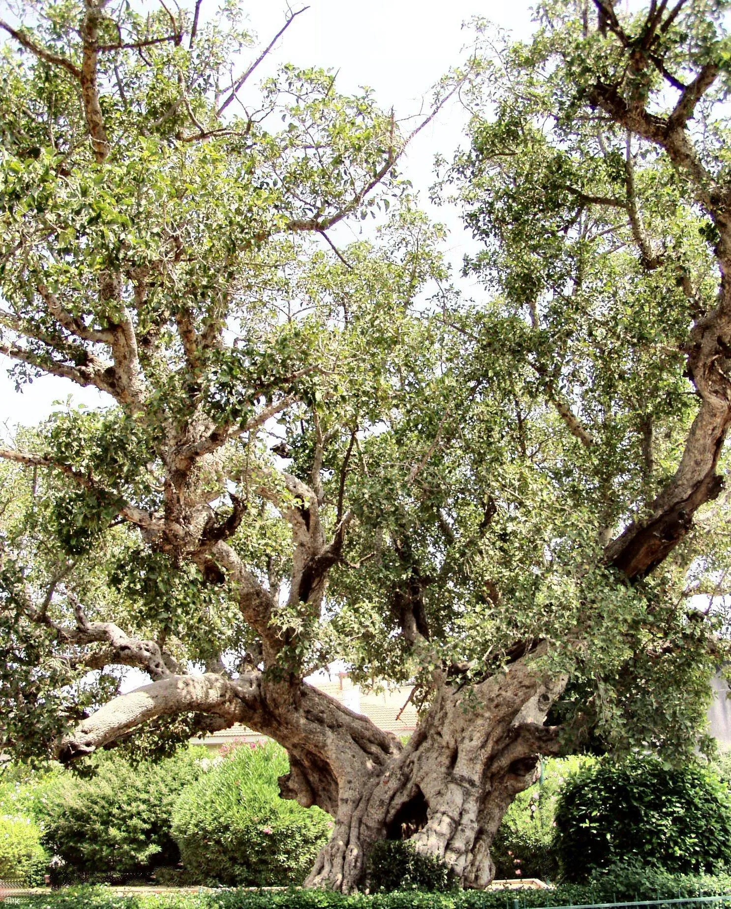 Zachäus Maulbeerfeigenbaum