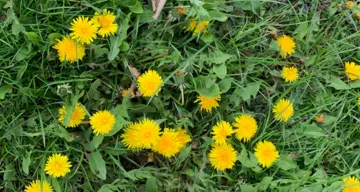 Blumenwiese in Wien-Schönbrunn