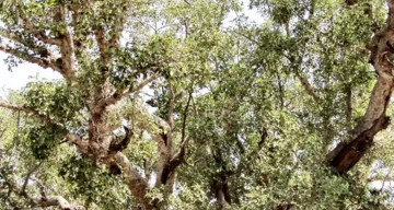 Maulbeerfeigenbaum